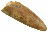 Fossil Sauropod Dinosaur (Titanosaur) Tooth - Morocco #298680-1